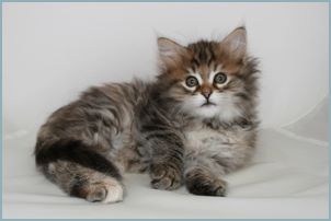 Female Siberian Kitten from Deedlebug Siberians